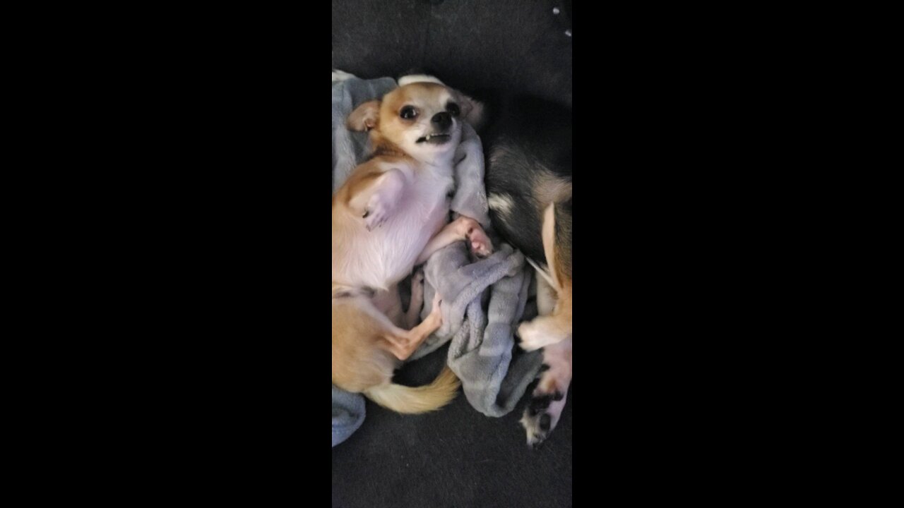 TEACUP CHIHUAHUAS SMILING WHILE GETTING THEIR BELLIES RUB & SAYING GOODBYE