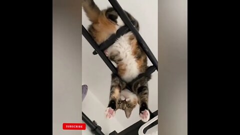 cute cat videos 😹 funny videos 😂1816