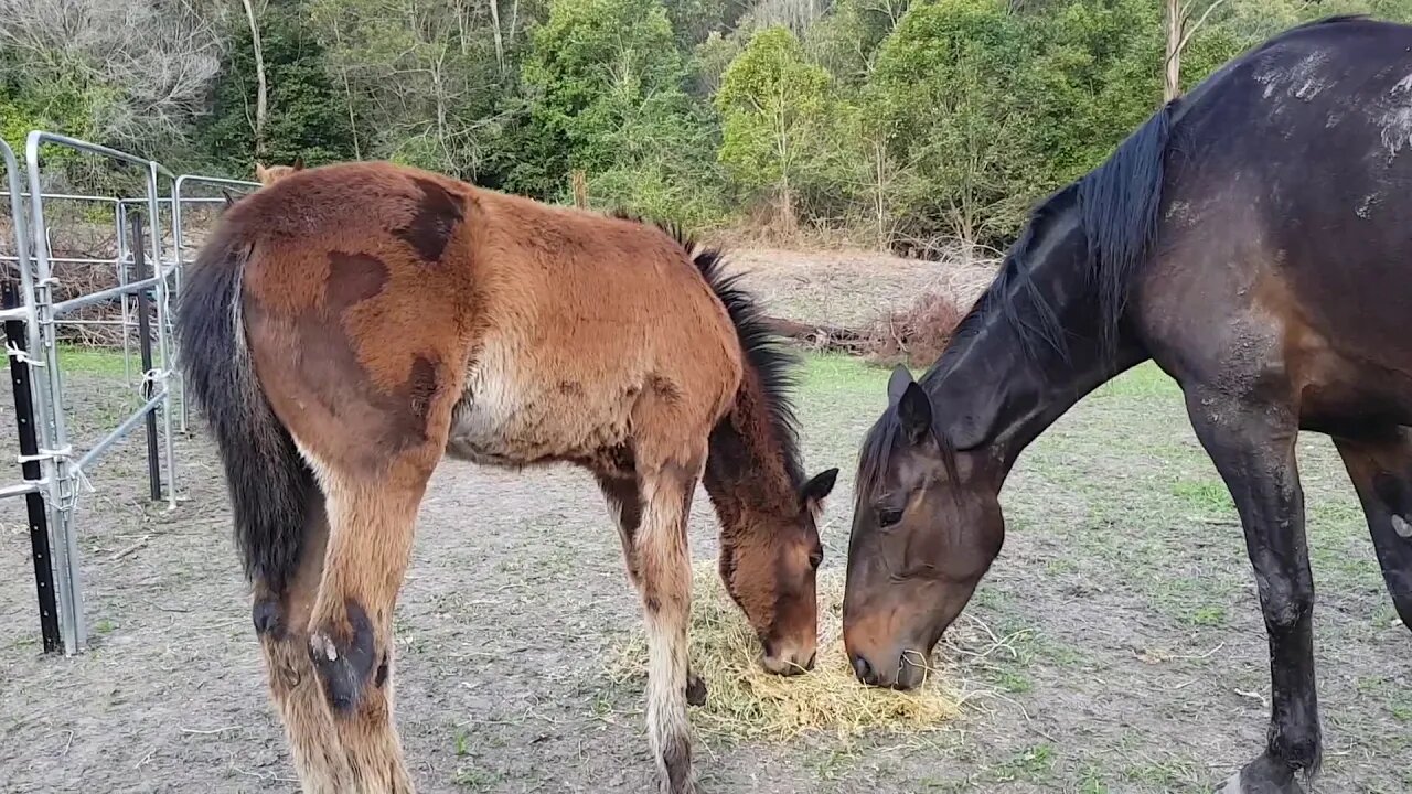 Sharing some hay with mum. Shortly after Dyani's leg was kicked 13 Oct 2018