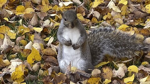 Any more peanuts?