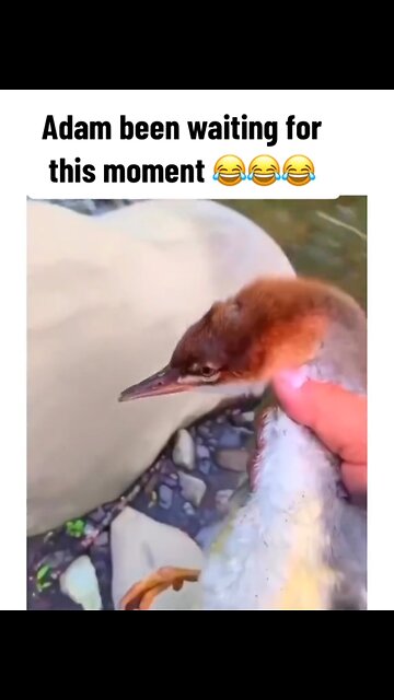 Adam swimming for the first time 🐥😂🤣 Funny Animal Videos 😂