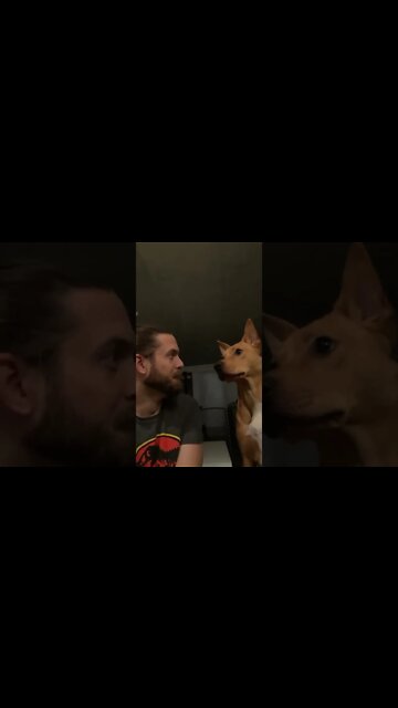 Best Funny Dog Videos| Try Not To Laugh| #shorts