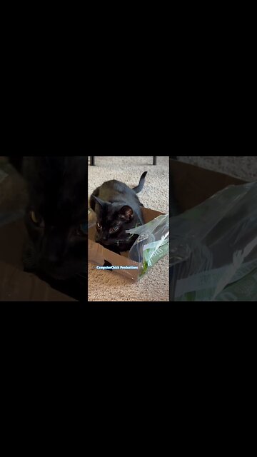 Kitty is just a cat in the box 📦 #catshorts