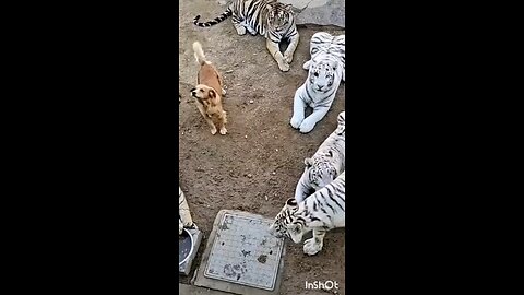 tiger vs dog