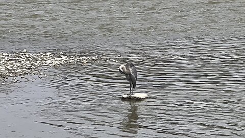 Great Blue Heron 2