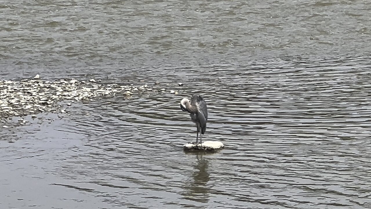 Great Blue Heron 2