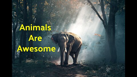 Animals Are Awesome #3