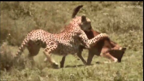 8 incredible and brutal moments Leopard attack baby buffalo 2022 ||