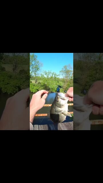 HUGE Largemouth Bass off of train track bridge #short