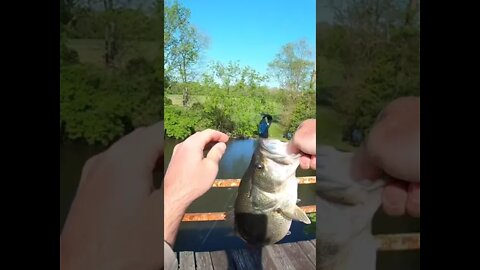 HUGE Largemouth Bass off of train track bridge #short