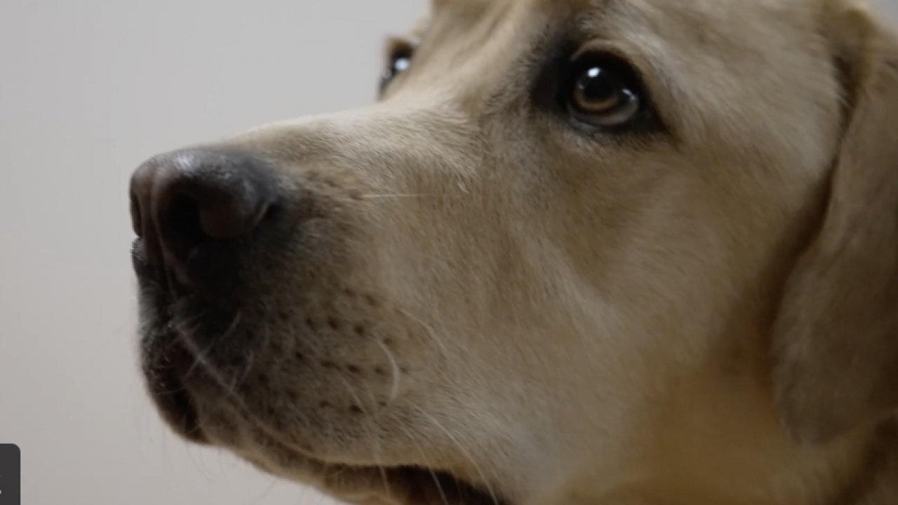 Dogs Are Helping Hospitals Lift Spirits, Support Doctors And Aid Rehab