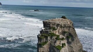 Muriwai Gannet colony