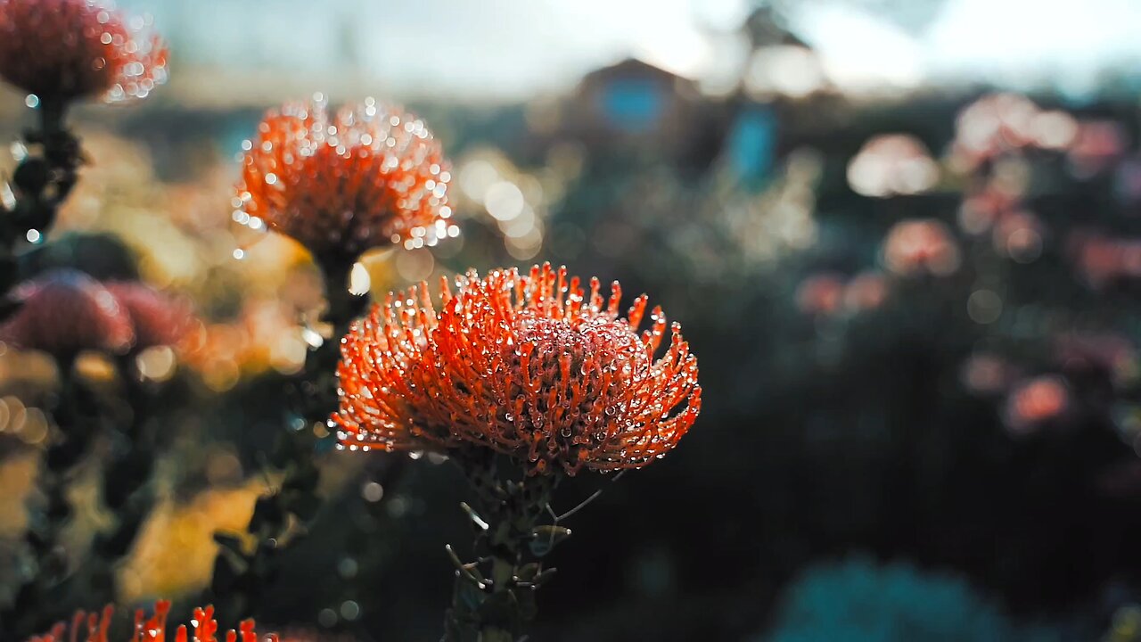 satisfying beautiful flower blooming video