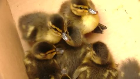 Ducklings drained but not hurt after ordeal