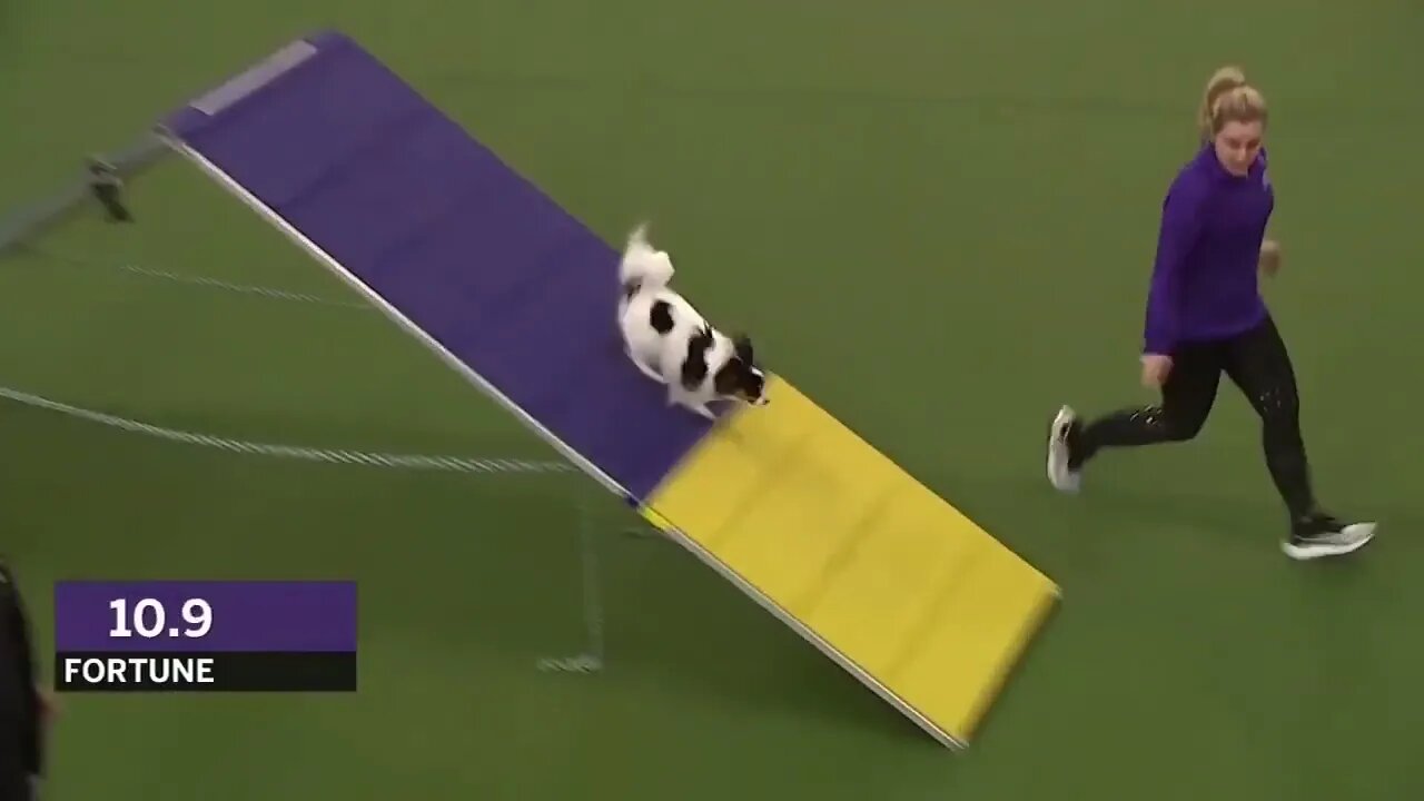 Best of the Agility competition from the 2020 Westminster Kennel Club Dog show