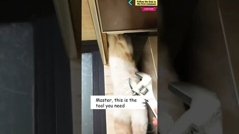 cute cat videos 😹 funny videos 😂 737 😻 #shorts #shortsfunny #cutecat #funnycat #catvideos #catscare