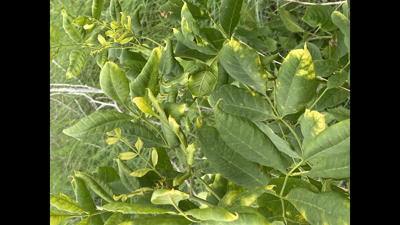 Sheriff assist, chemical farmer to destroy organic farm 
