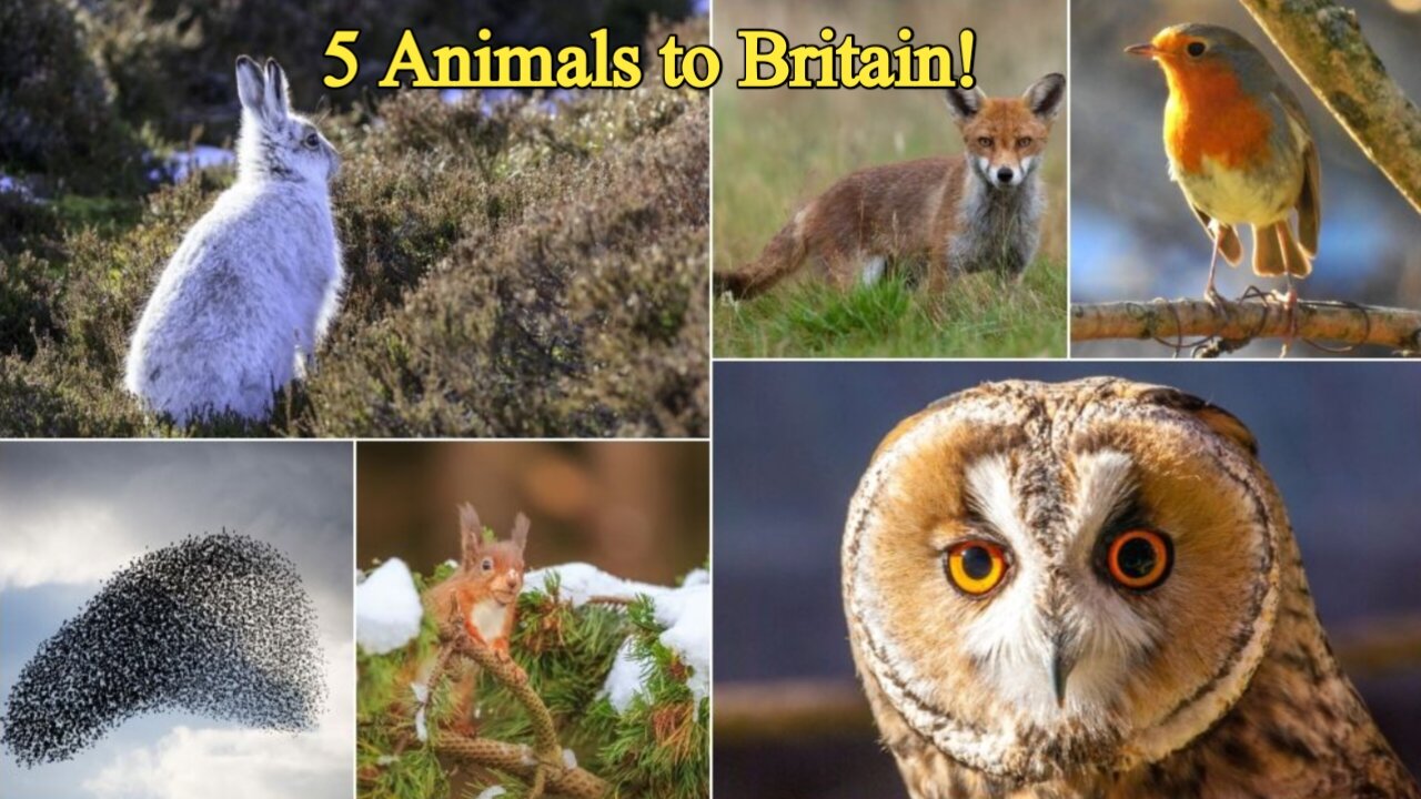 Discover the Return of 5 Animals to Britain!