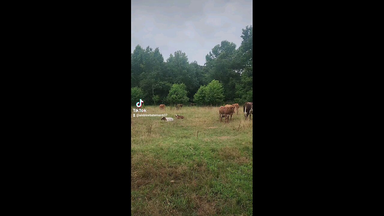 Cows and calves chillin'.