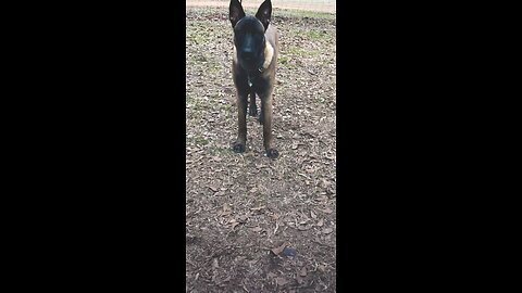 Dog obedience training. : Recall and wait in the middle of recall.🐕