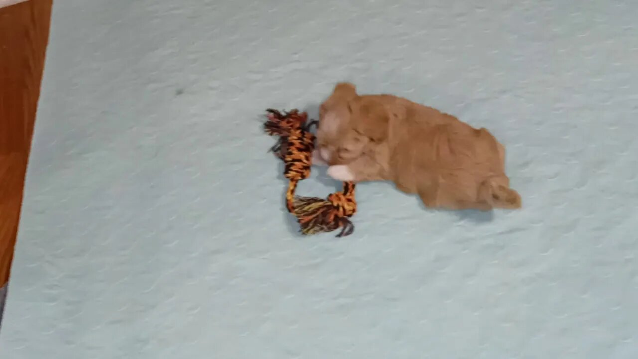 j Litter - Inside Playtime(1)