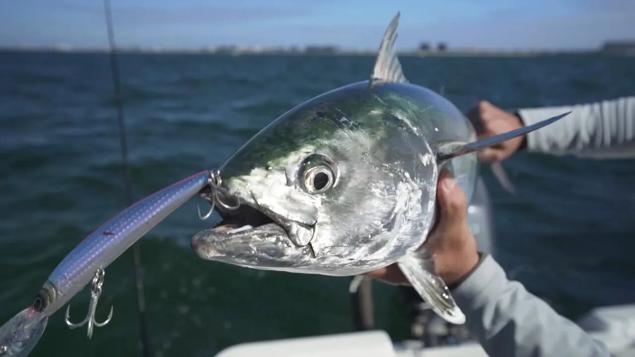 Trolling Saint Pete Beach for Bonito Tuna and Mackerel