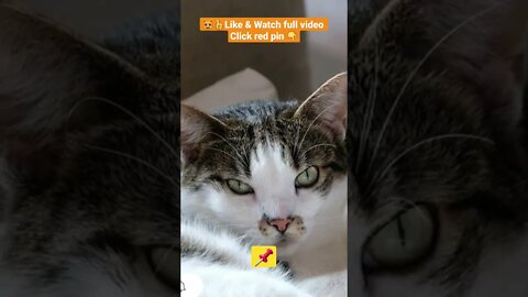 cute cat videos 😹funny videos 😂1334😻#shorts #catvideos #funnycatsvideos #cat #funny_cat #cutecats