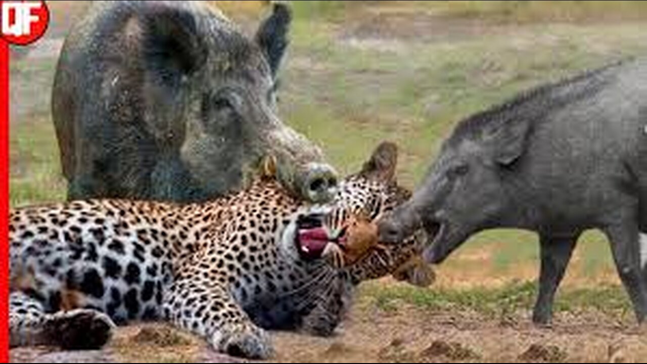 #4Hyena Saves Wild Pig from Leopard's Fatal Attack