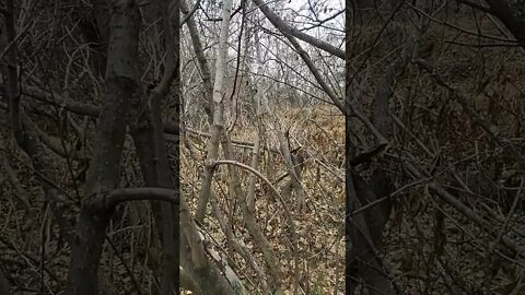 Spruce Grouse