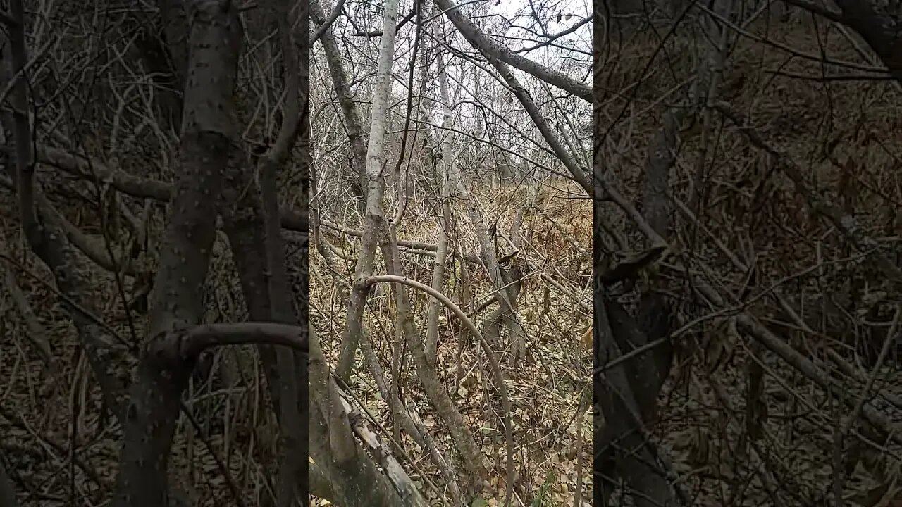 Spruce Grouse