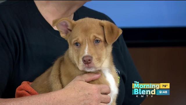 Nebraska Humane Society