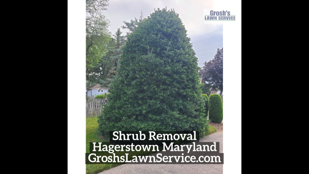 Shrub Removal Hagerstown Maryland Landscape Contractor