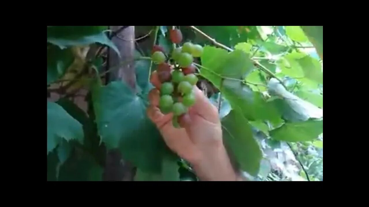 frutiferas produzindo em vaso pitanga tuba uva jabuticabeira cajá anã pitaya bacupari sapoti