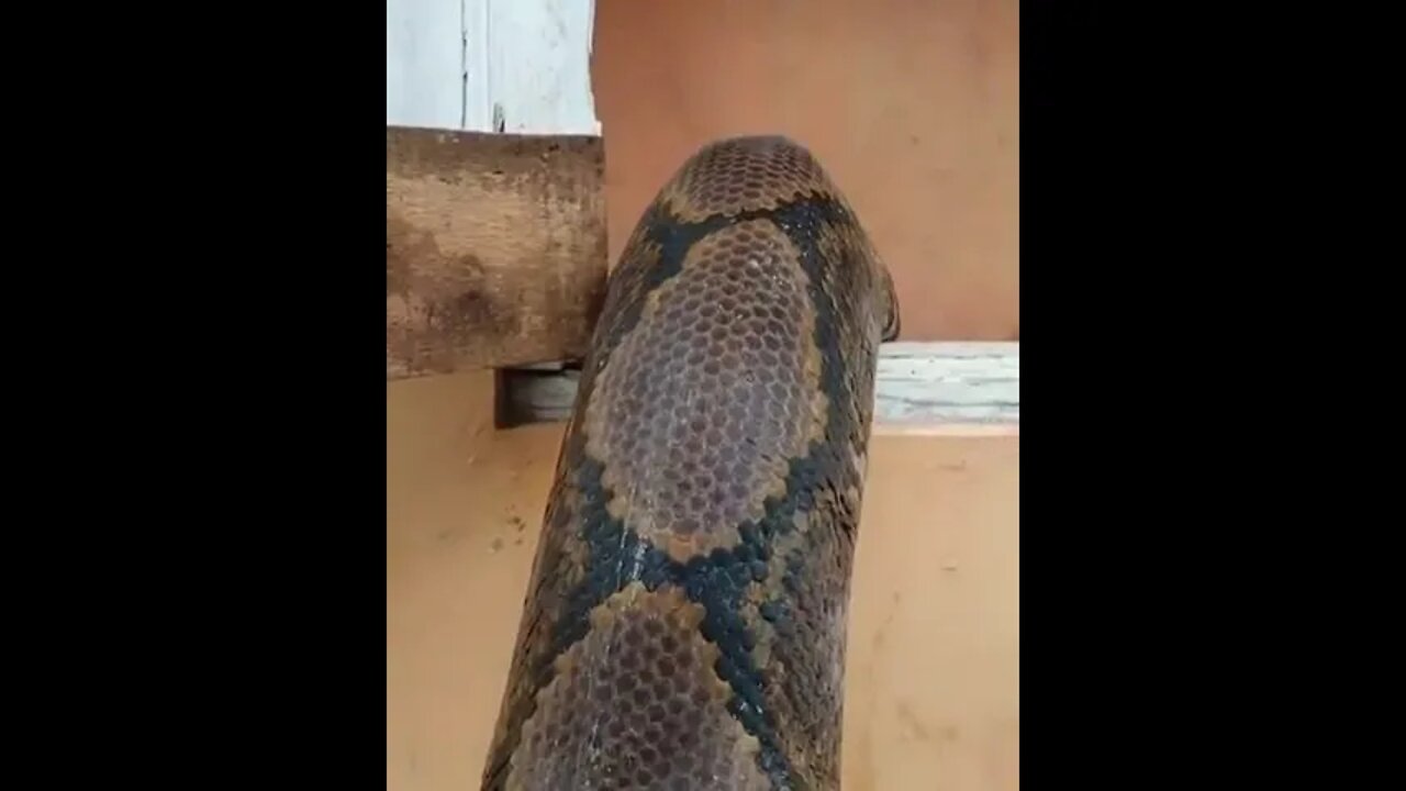 این ماره🐍 یا اژدها🐉😯 ممنون بابت لایک و همراهیتون😍🥀 فالو کنید و از حیات وحش بیشتر ببينيد Follo