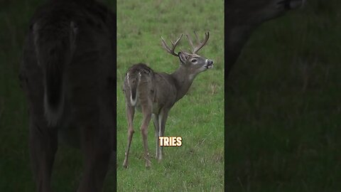 Why do bucks do this with their lips 🦌#deer #deerhunting #biology