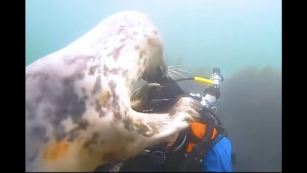 BABY SEAL CRIED ANXIOUSLY FOR HUMAN’S HELP 😯