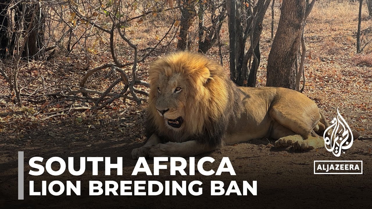 South Africa lion breeders face uncertain future after ban