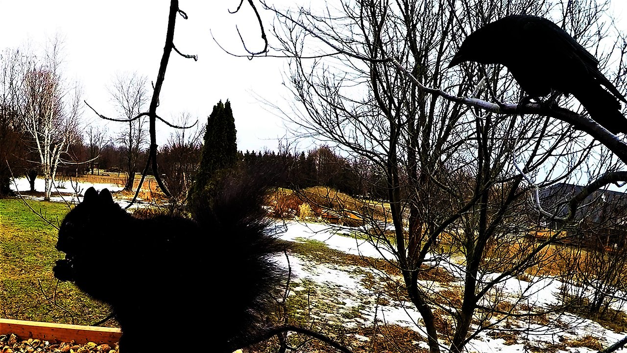 Very polite crow clearly speaks to squirrel at bird feeder