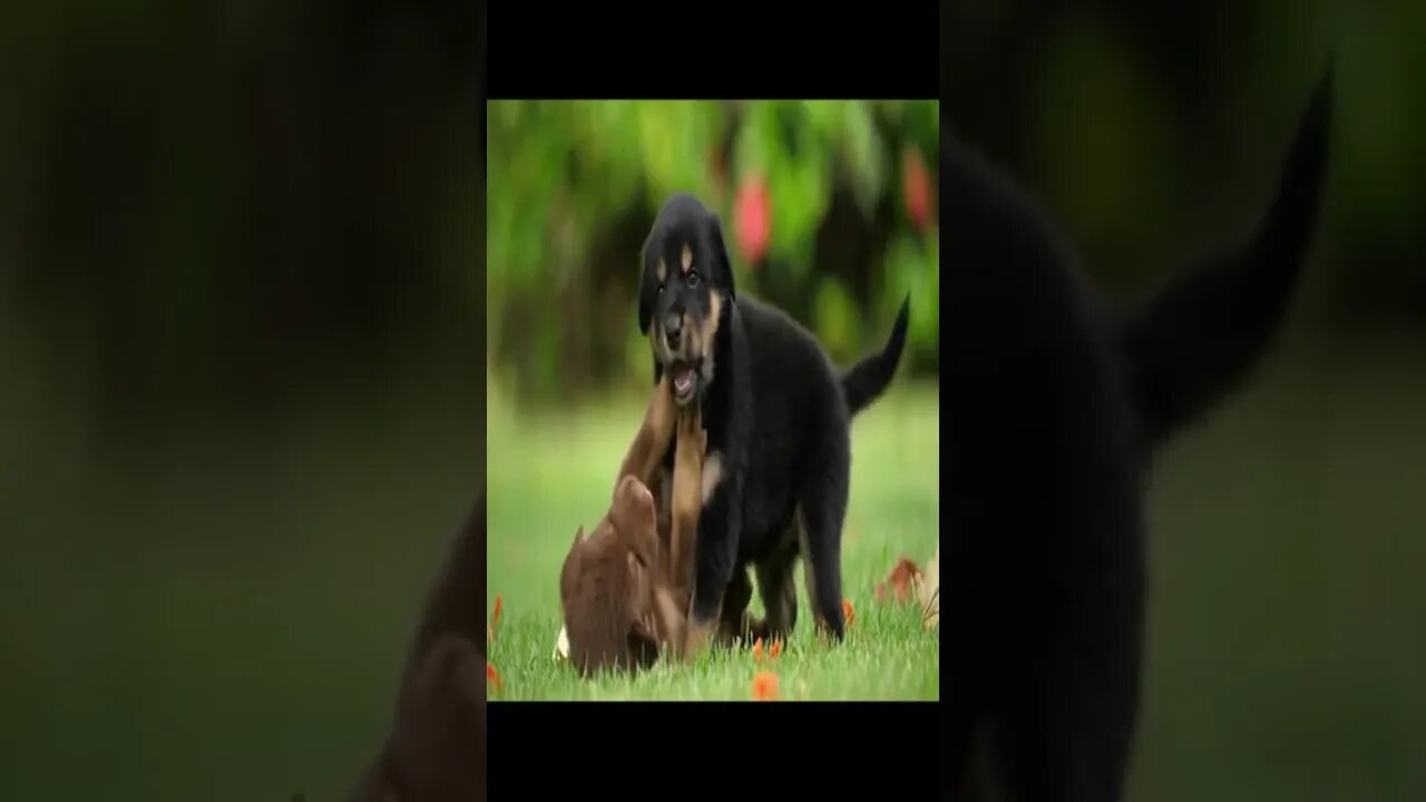 cute dog