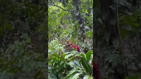 Fern Grotto, Wailua River State Park, Kauai, Hawaii. #shorts, #ferngrotto