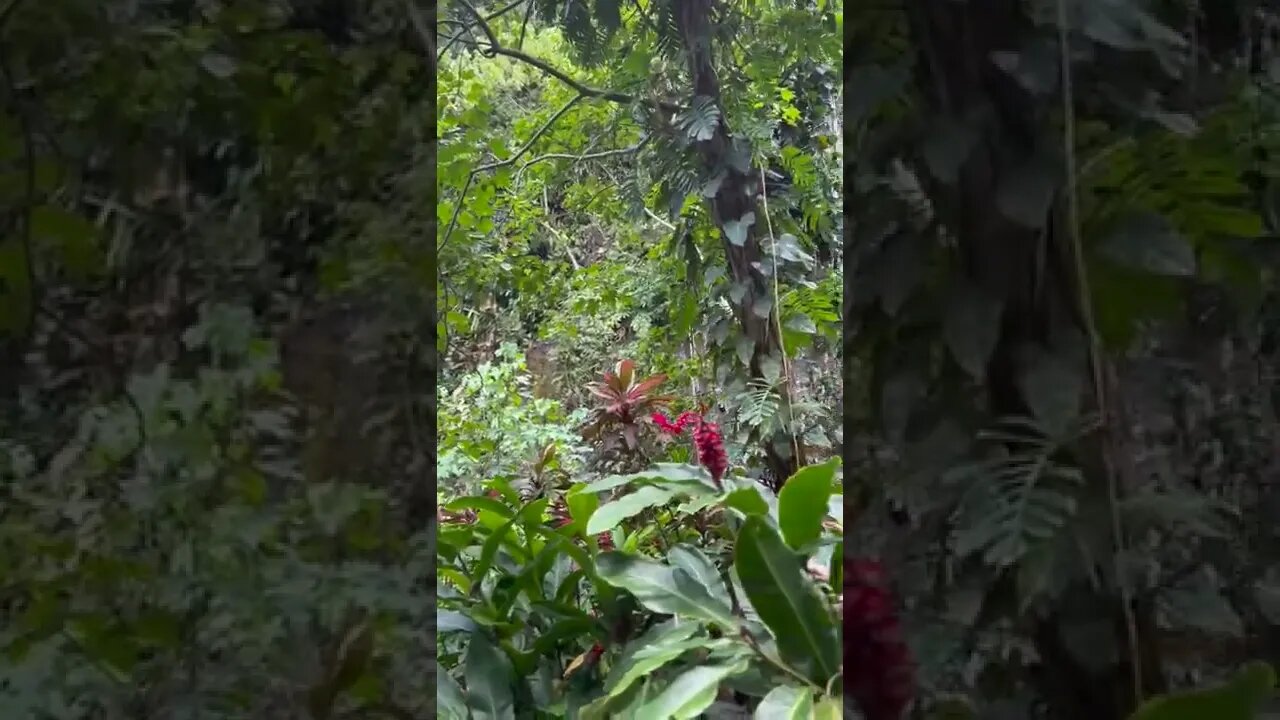 Fern Grotto, Wailua River State Park, Kauai, Hawaii. #shorts, #ferngrotto
