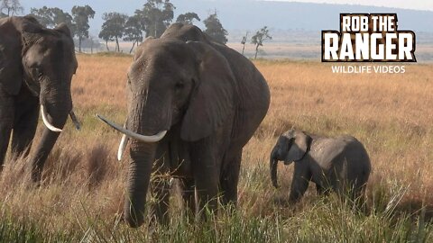 Elephants In The Musiara Marsh | Maasai Mara Safari | Zebra Plains