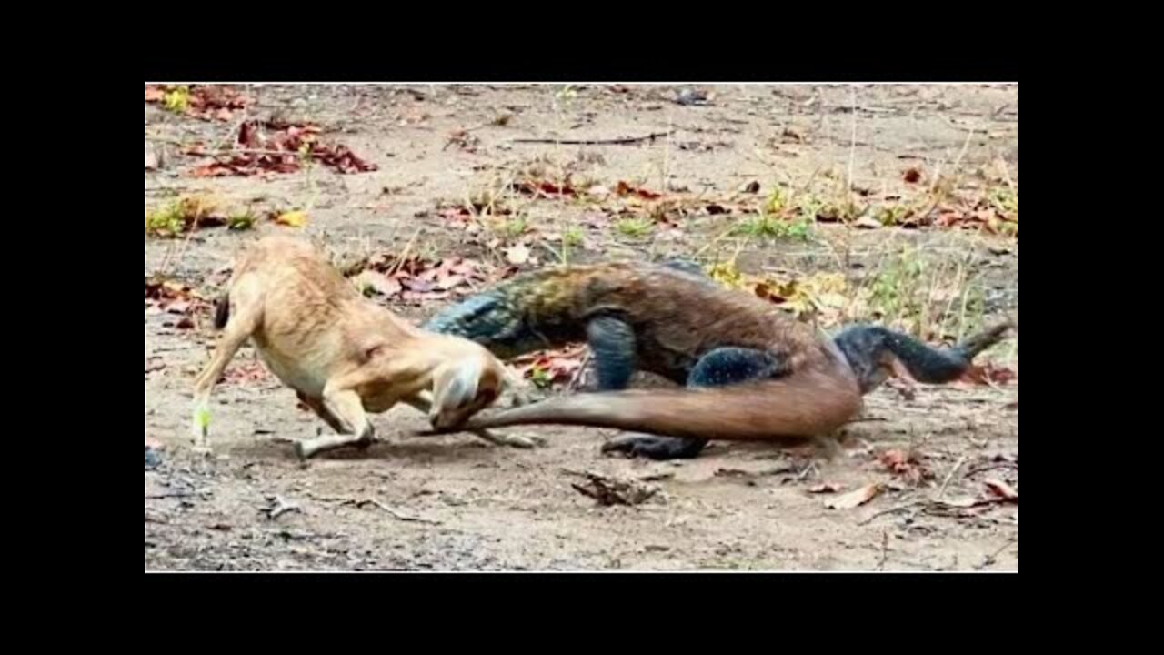 Terrible: Direct Fight Is Inevitable Komodo Dragon vs Brave Goat