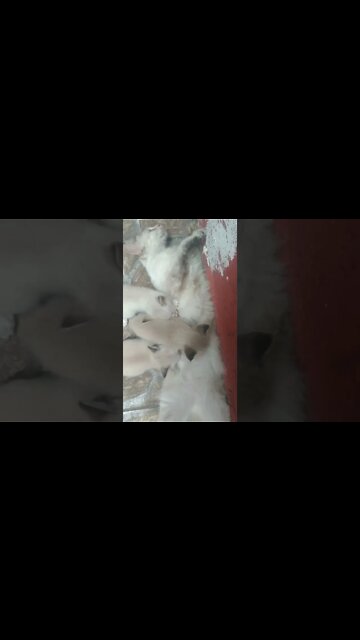 Diana e suas crias !