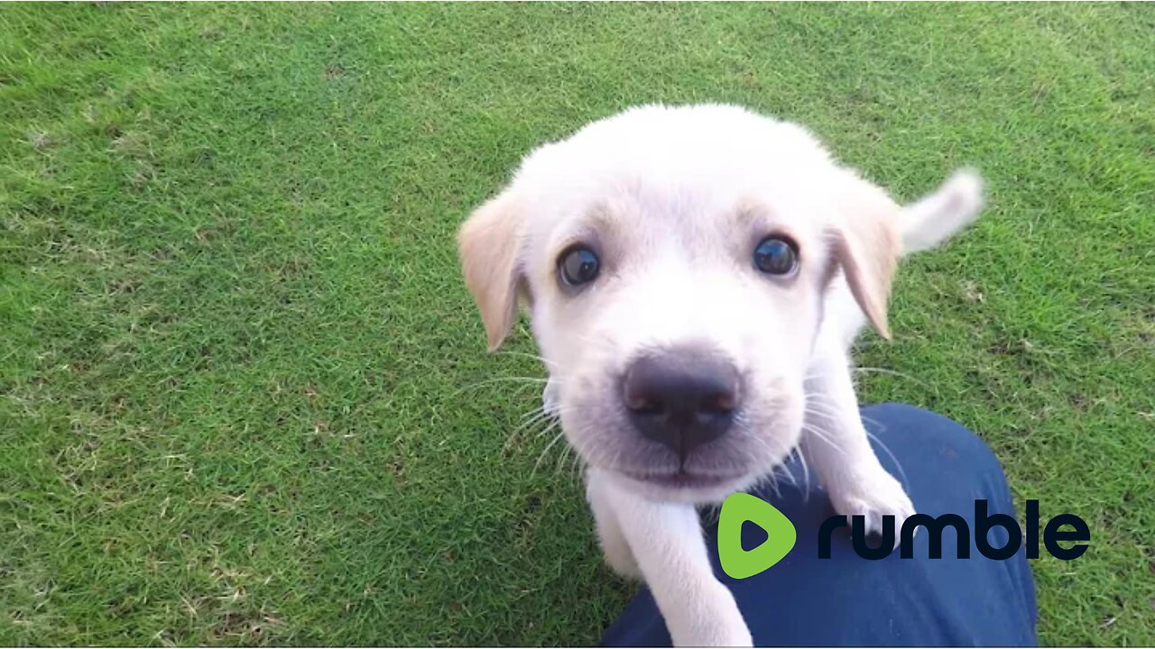 Meet the Cutest Baby Dog You'll Ever See!