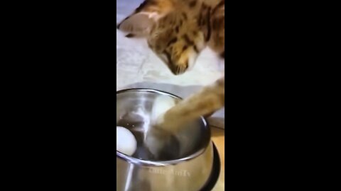 Cute cat video