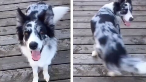 If You Happy And You Know It Do A Spin And Then Dogs Spin | Part 3
