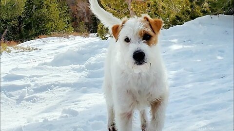 Ares’ Tail Shake 😲 脖子扭扭 屁股扭扭 尾巴扭扭🐶 Jack Russell Perpetual Machine