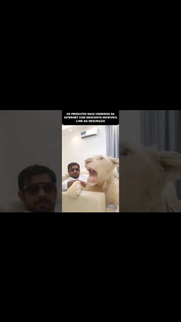 BICHO DE ESTIMAÇÃO PERIGOSO