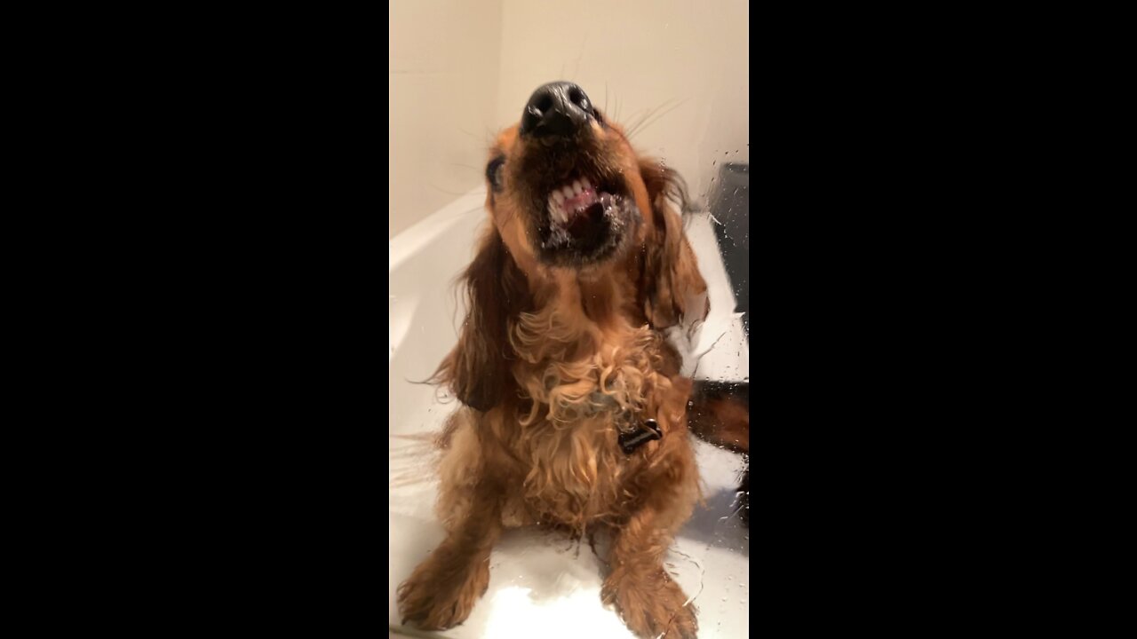 sausage dog obsessed with licking the shower screen